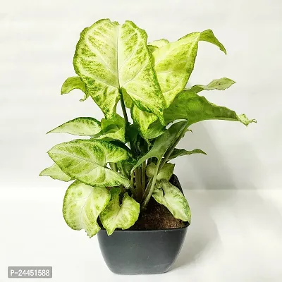 Natural Syngonium Plant