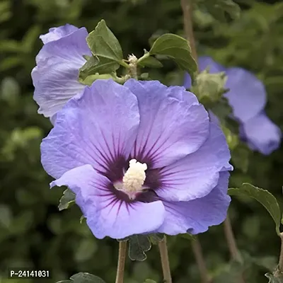 Hibiscus Plant-thumb0