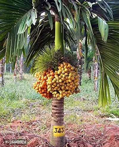 Natural Betel Nut - Supari Plant-thumb0