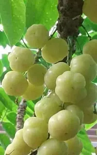 Natural Amla Plant-thumb4