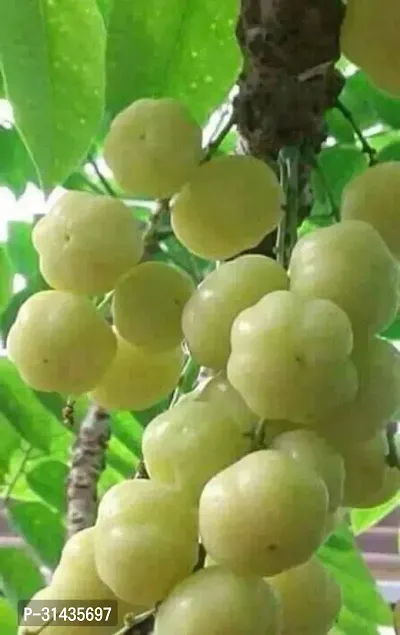 Natural Amla Plant-thumb5