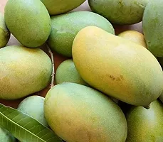 Natural Mango Plant-thumb2