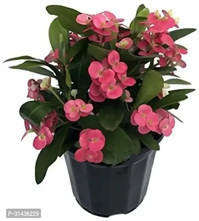 Natural Euphorbia Plant-thumb0