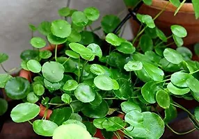 Natural Centella Plant-thumb2