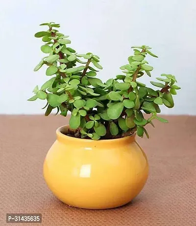 Natural Jade Plant-thumb0