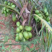 Natural Coconut Plant-thumb1