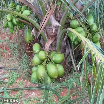 Natural Coconut Plant-thumb2