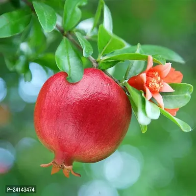 Pomegranate Plant-thumb0