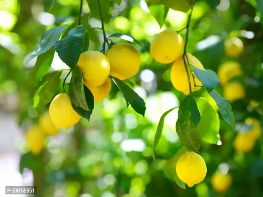 Lemon Plant