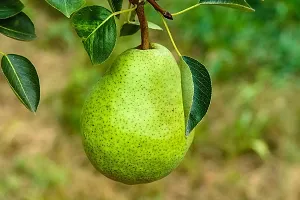 Natural Pear Plant-thumb3