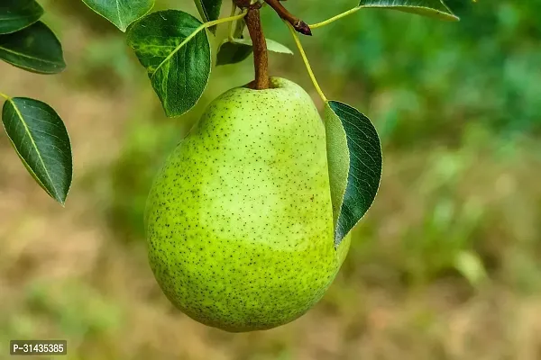 Natural Pear Plant-thumb4