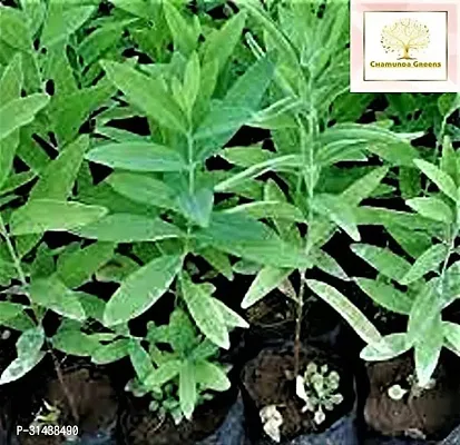 Natural Sandalwood Fan Plant-thumb0