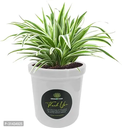 Natural Dracaena Plant-thumb0