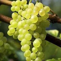 Natural Grapes Plant-thumb1