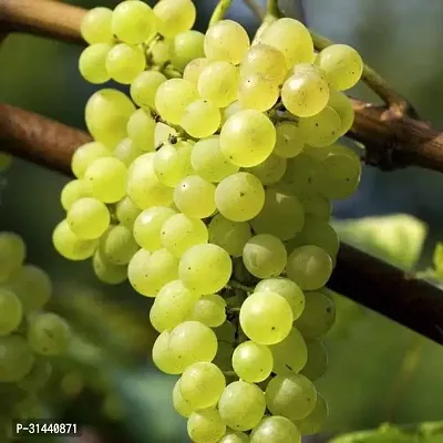 Natural Grapes Plant-thumb2