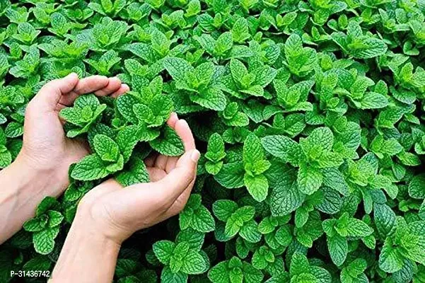 Natural Mint Plant-thumb0