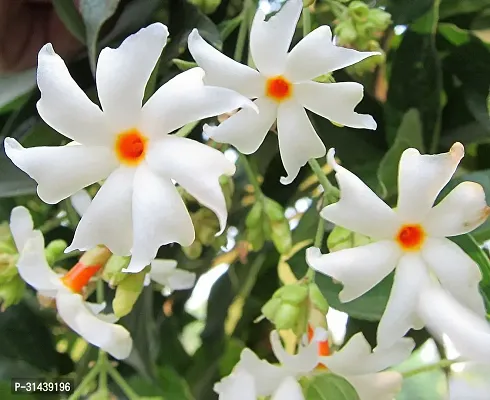 Natural Night Bloom Jasmine Plant-thumb0