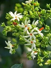 Natural Parijat/Harsingar Plant-thumb4