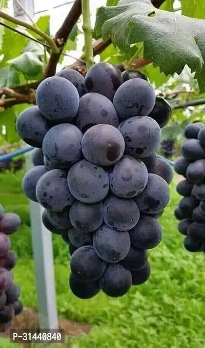 Natural Grapes Plant-thumb0