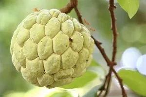 Natural Custard Apple Plant-thumb1