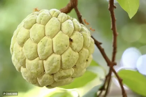 Natural Custard Apple Plant-thumb2