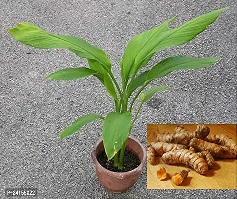 Turmeric Plant