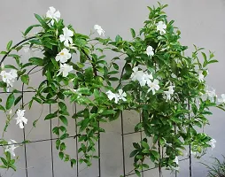 Natural Mandevilla Plant-thumb3