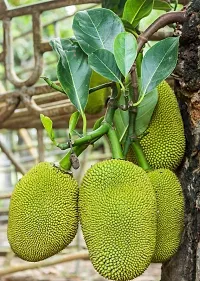 Natural Jackfruit Plant-thumb2