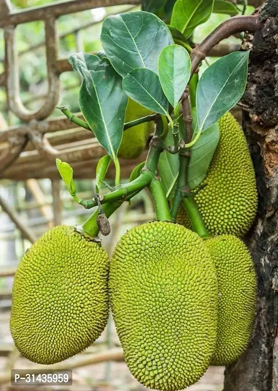 Natural Jackfruit Plant-thumb3