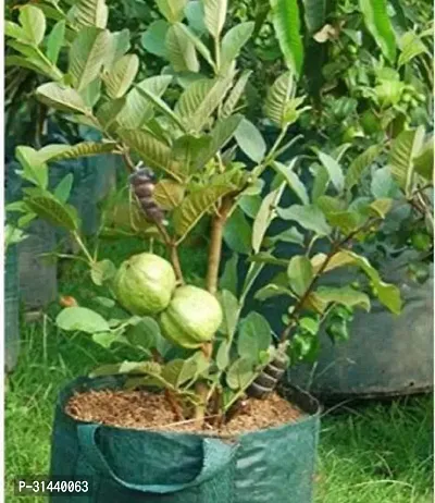 Natural Guava Plant-thumb0