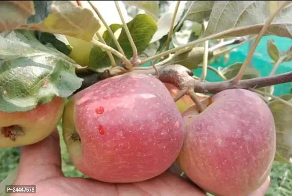 Natural Apple Plant-thumb0