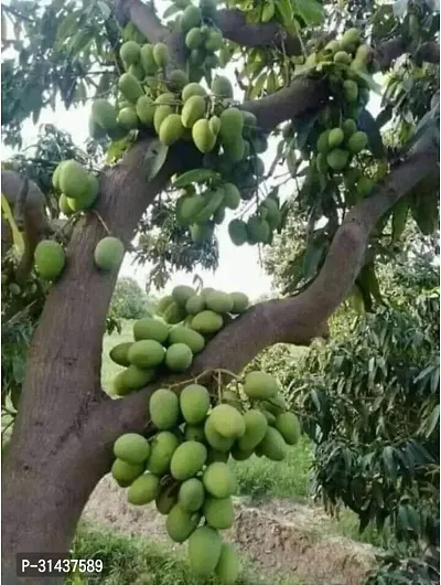 Natural Mango Plant-thumb0