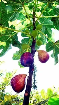 Gular/Cluster Fig Plant-thumb4