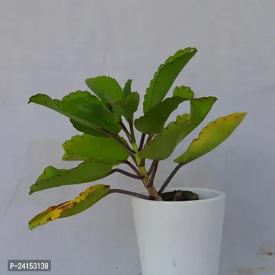 Bryophyllum Pinnatum/Patharchatta Plant