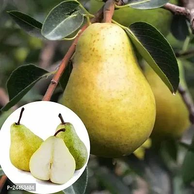 Natural Pear Plant