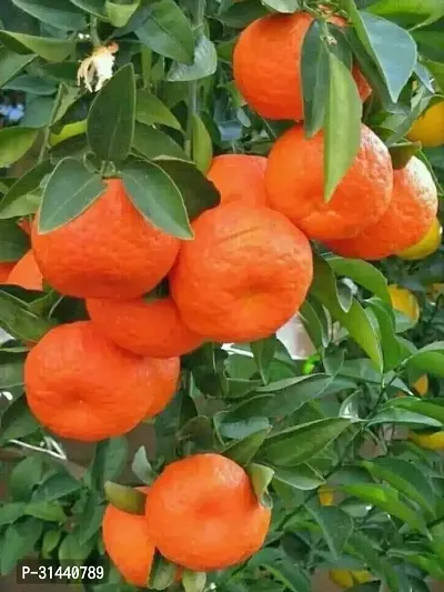 Natural Orange Plant-thumb0