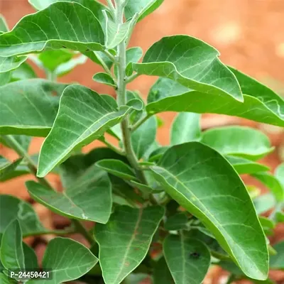 Natural Heart Leaf Oxycardium Plant-thumb0
