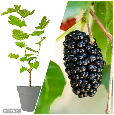 Natural Shahtoot/Mulberry Plant-thumb0