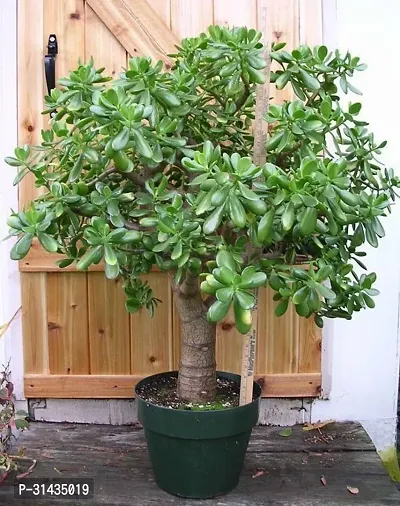 Natural Crassula Plant