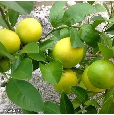 Natural Lemon Plant-thumb0