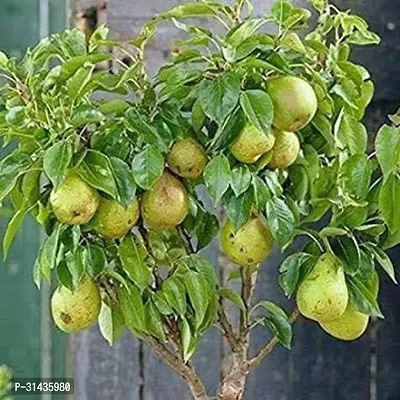 Natural Pear Plant-thumb0