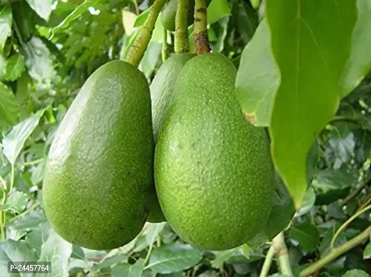 Natural Avocado Plant