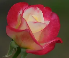 Natural Rose Plant-thumb1