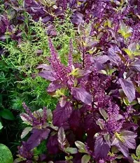 Natural Tulsi Plant-thumb1