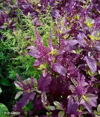 Natural Tulsi Plant-thumb2