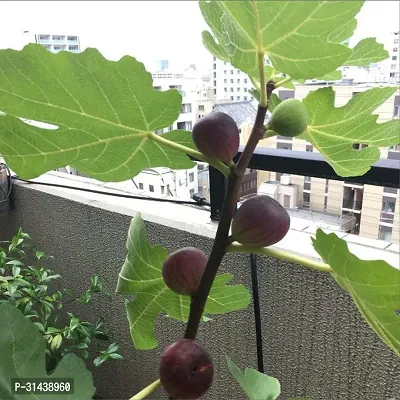 Natural Gular/Cluster Fig Plant-thumb0