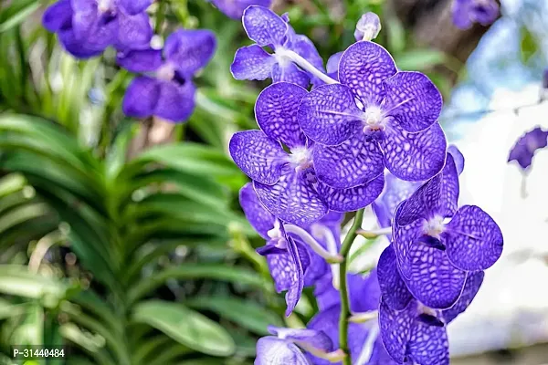 Natural Orchid Plant