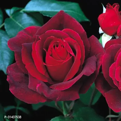 Natural Rose Plant-thumb3