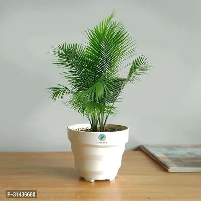 Natural Areca Plam Plant-thumb0