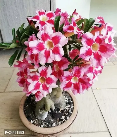 Natural Adenium Plant